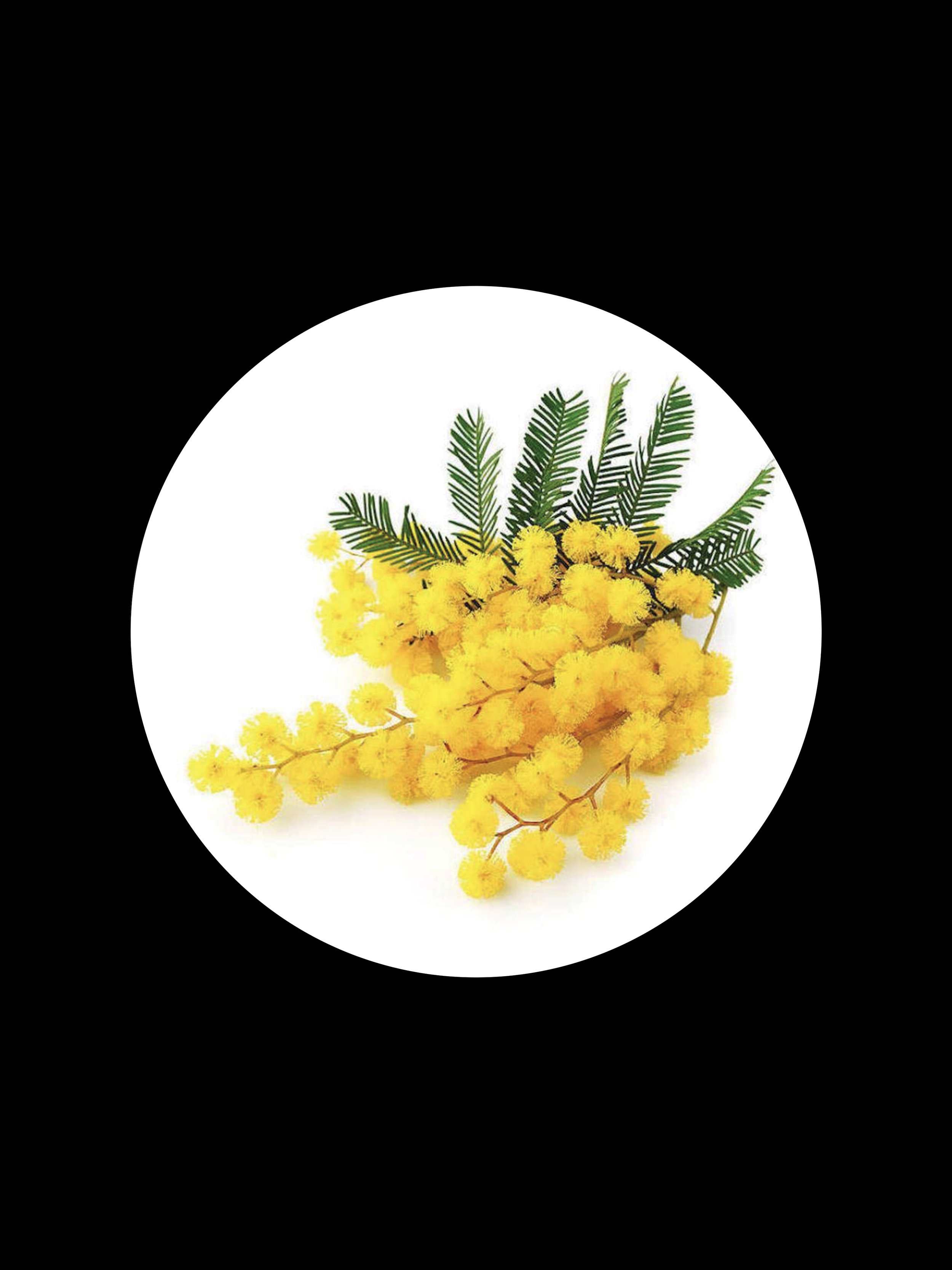 MIMOSA ABSOLUTE OIL — Kahuna Products Hawai'i